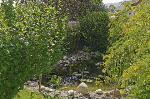 Unser Teich Teich