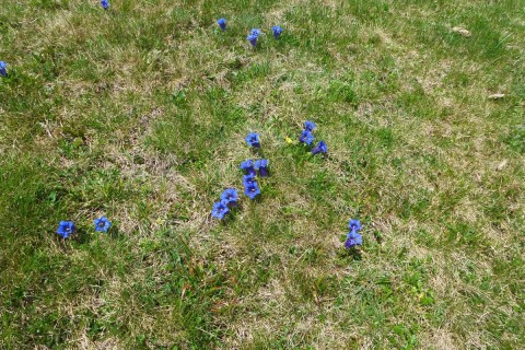 wiese